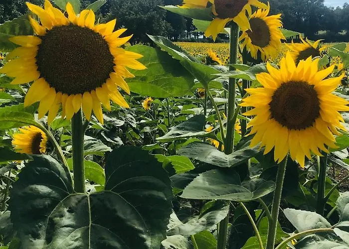 Holiday home The Gatehouse At The Old Forge *